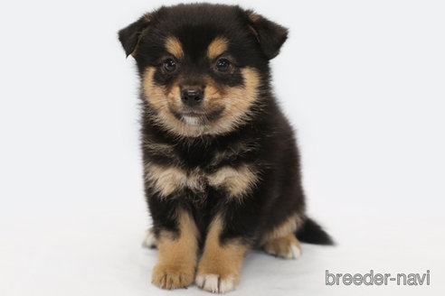 成約済の神奈川県のミックス犬-322547の1枚目